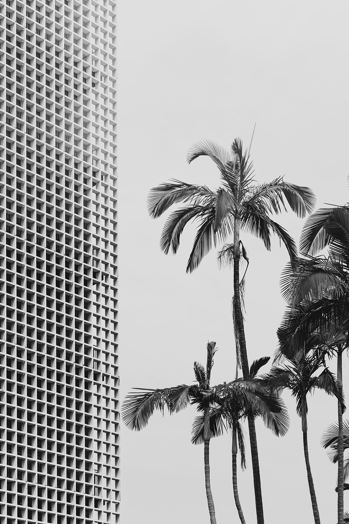 Your Narrative Edge brand photography: palmTreeBuilding